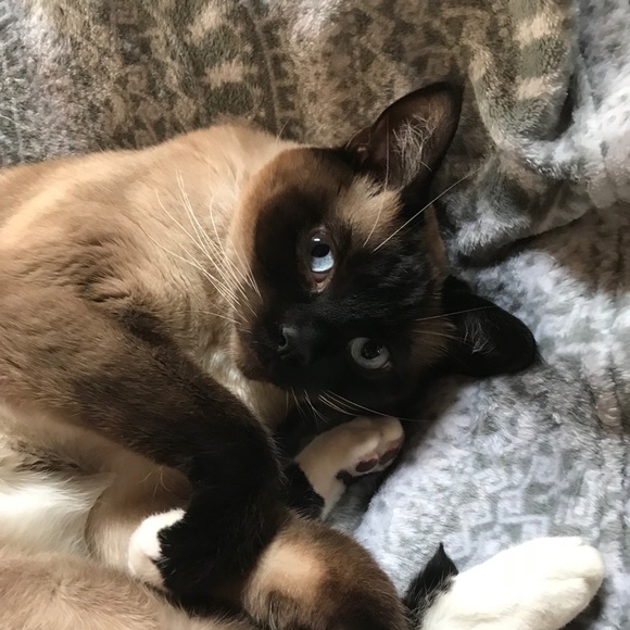 Meet your Posher, Chelsea - Picture 1 of 1